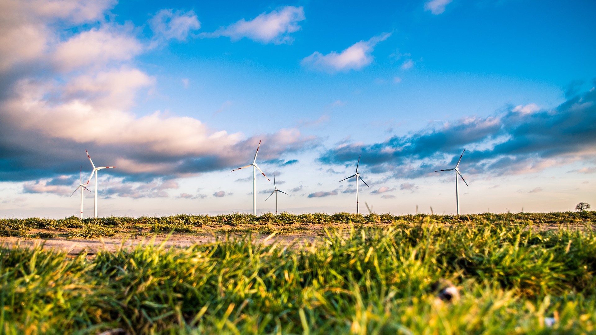 Field of wind turbines.